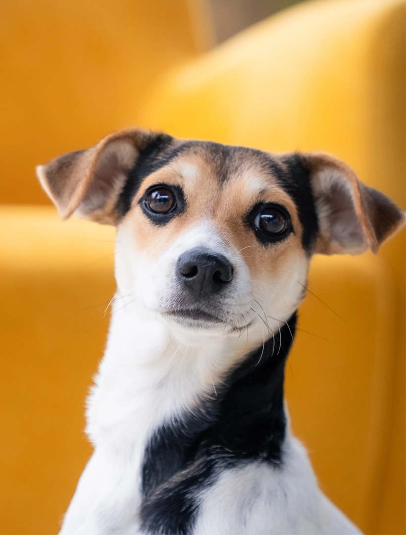 Close-up portrait of a small brown, white, and black dog looking directly at the camera against a yellow background.